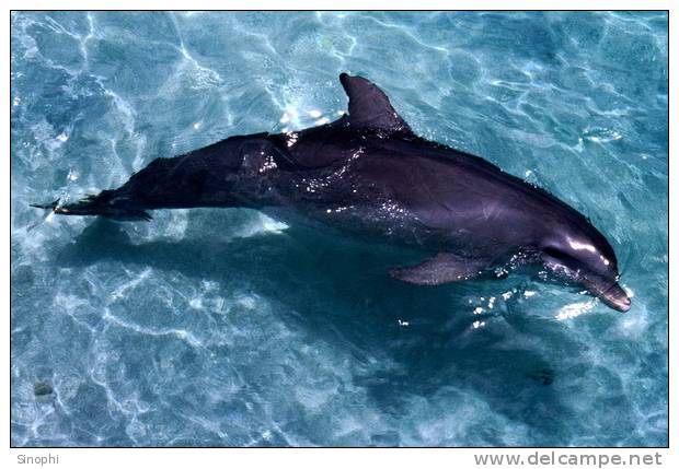 E-10zc/Do  16 ^^  Marine Mammal Dolphin Mammifères Marins   Dauphins , ( Postal Stationery , Articles Postaux ) - Dolphins