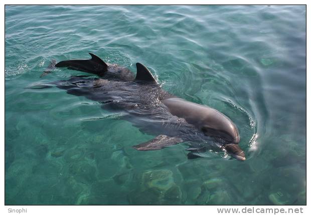 E-10zc/Do  24 ^^  Marine Mammal Dolphin Mammifères Marins   Dauphins , ( Postal Stationery , Articles Postaux ) - Dolphins