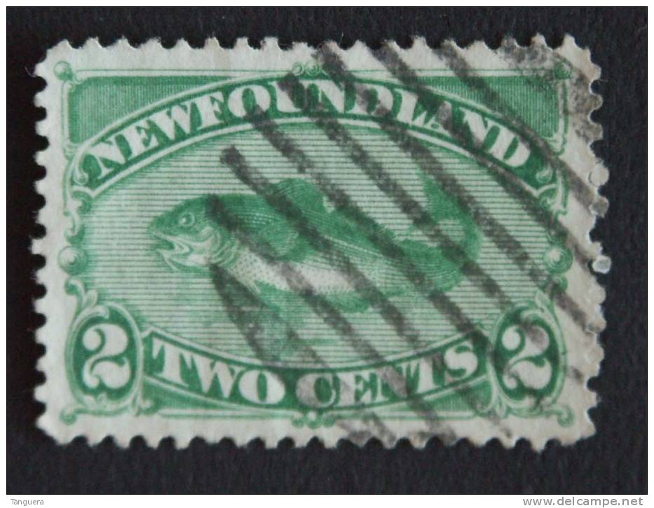 Terre-neuve Newfoundland 1880 Morue Kabeljauw Yv 36 O - Poissons