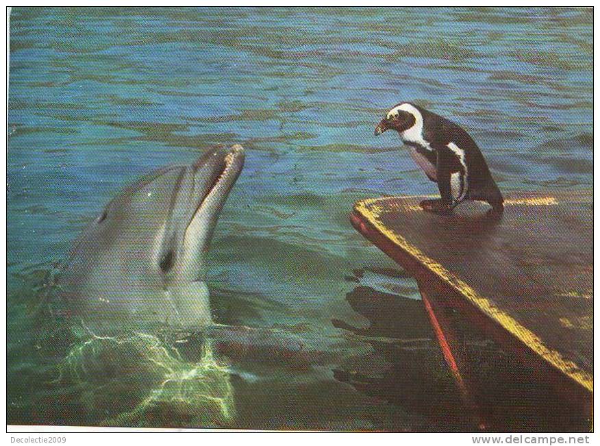 Zd2701 Animaux Animals Dolphins Dauphins Moscow Russia Not Used PPC Good Shape - Delfines