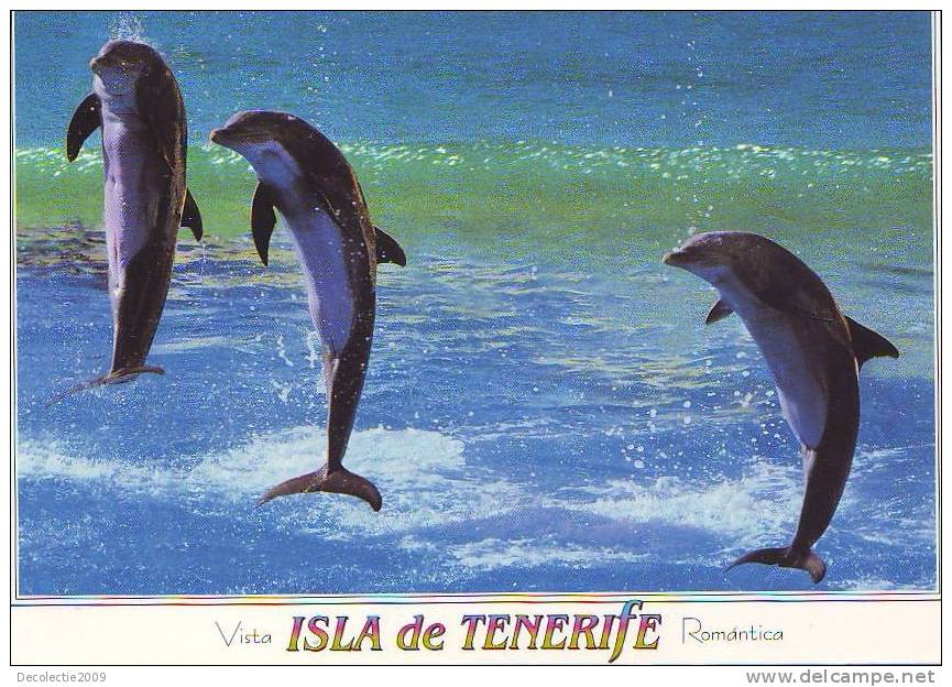 Zd2719 Animaux Animals Dolphins Dauphins Tenerife Not Used PPC Good Shape - Dolfijnen