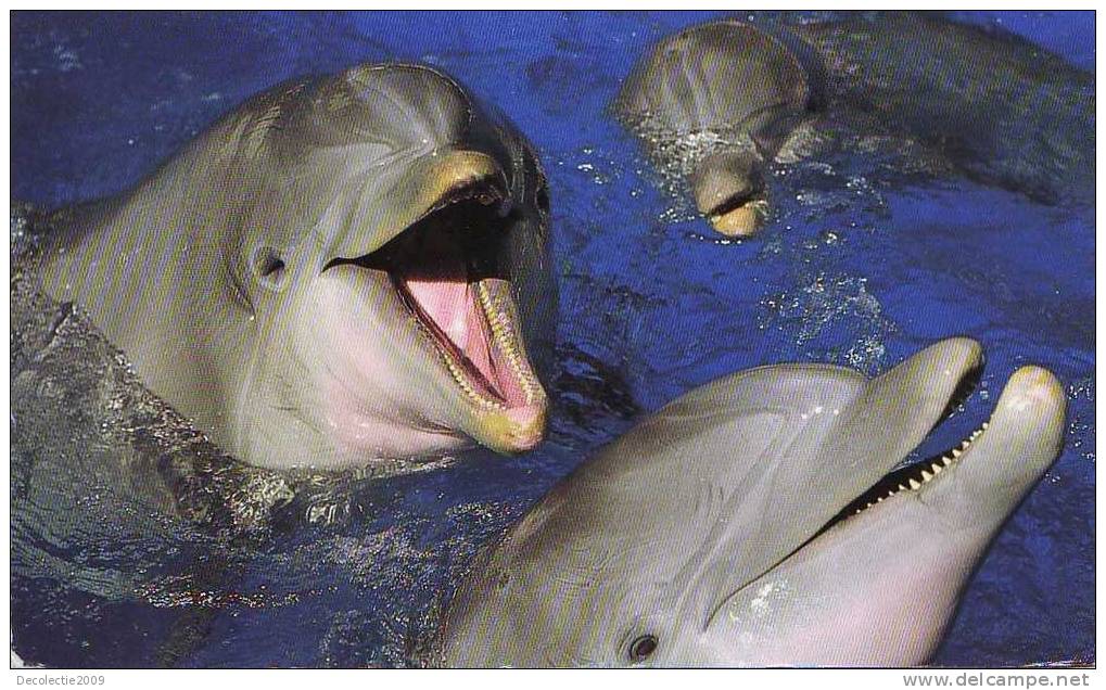 Zd2723 Animaux Animals Dolphins Dauphins San Diego Used PPC Good Shape - Dolfijnen