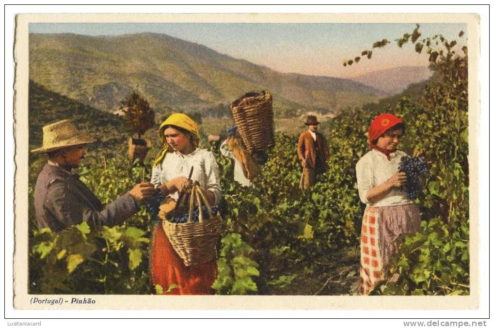 ALIJÓ -  PINHÃO -VINICULTURA - Alto-Douro As Vindimas Carte Postale - Vila Real