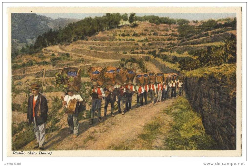 ALIJÓ - PINHÃO - VINICULTURA - Alto-Douro Transporte Uvas Carte Postale - Vila Real