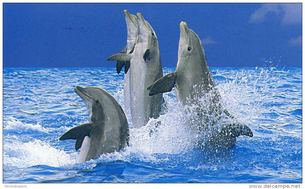 Animaux - Dauphin Jouant Dans L'eau - Dolphins