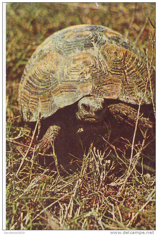 Z2800 Animaux Animals Tuttle Tortues Testudo Graeca Ibera Not Used PPC Good Shape - Turtles