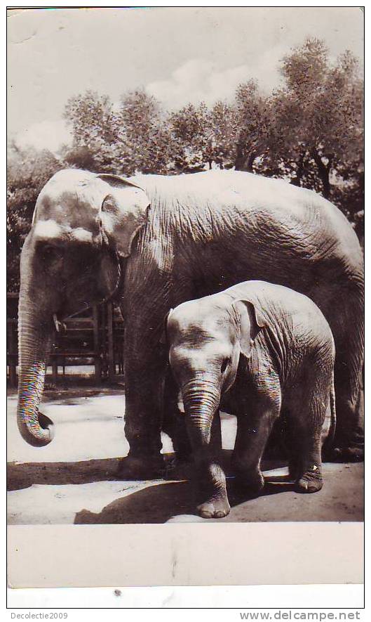 Z2812 Animaux Animals Hungary Elephant Used PPC Good Shape - Éléphants