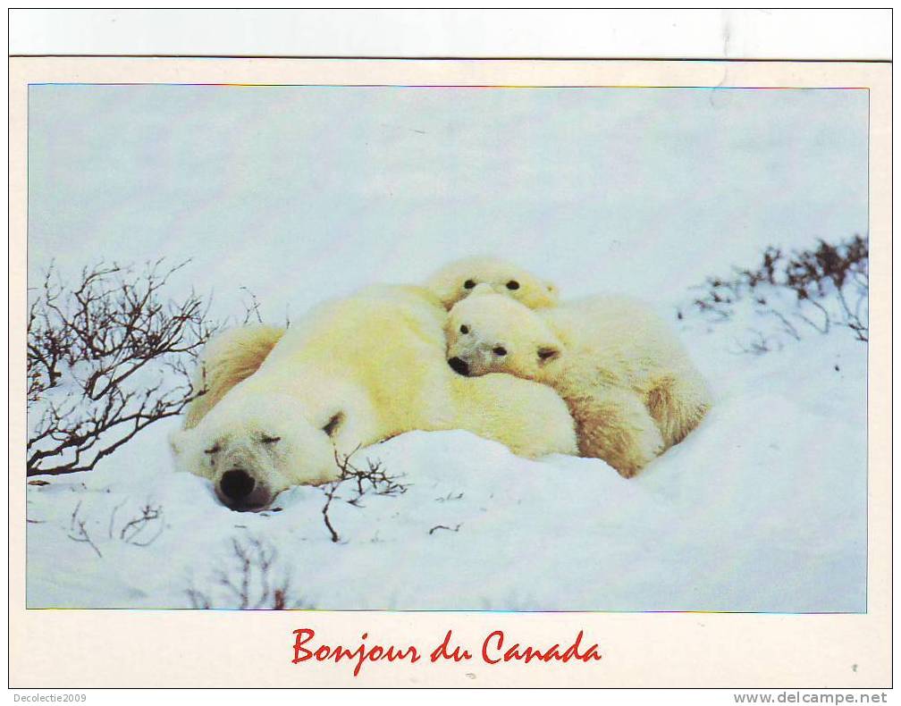 Z2845 Animaux Animals Ours Polar Bear Canada Not Used PPC Good Shape - Bären