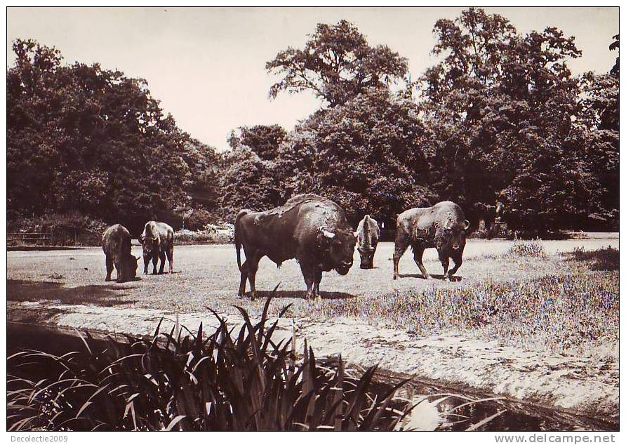 Z2894 Animaux Animals Taureaux Buffalo Germany Not Used  PPC Good Shape - Tauri