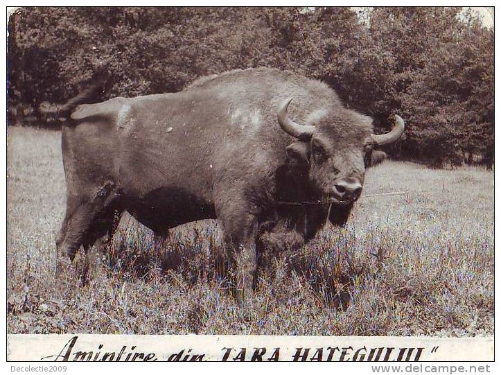 Z2897 Animaux Animals Taureaux Buffalo Romania Reserve Hateg Not Used  PPC Good Shape - Taureaux