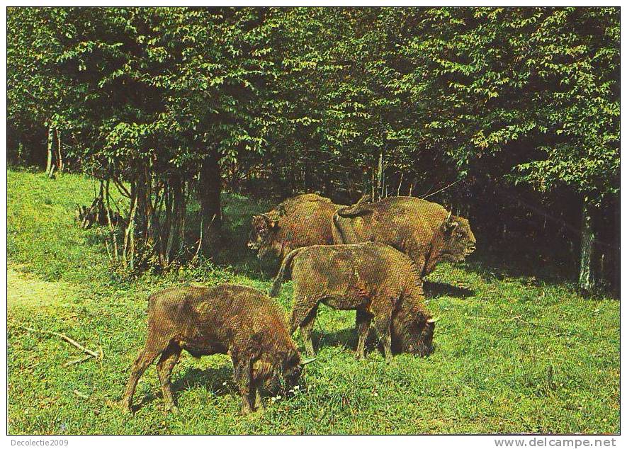 Z2899 Animaux Animals Taureaux Buffalo Romania Reserve Hateg Not Used  PPC Good Shape - Taureaux
