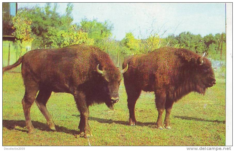 Z2898 Animaux Animals Taureaux Buffalo Bison Romania Reserve Hateg Not Used  PPC Good Shape - Tauri