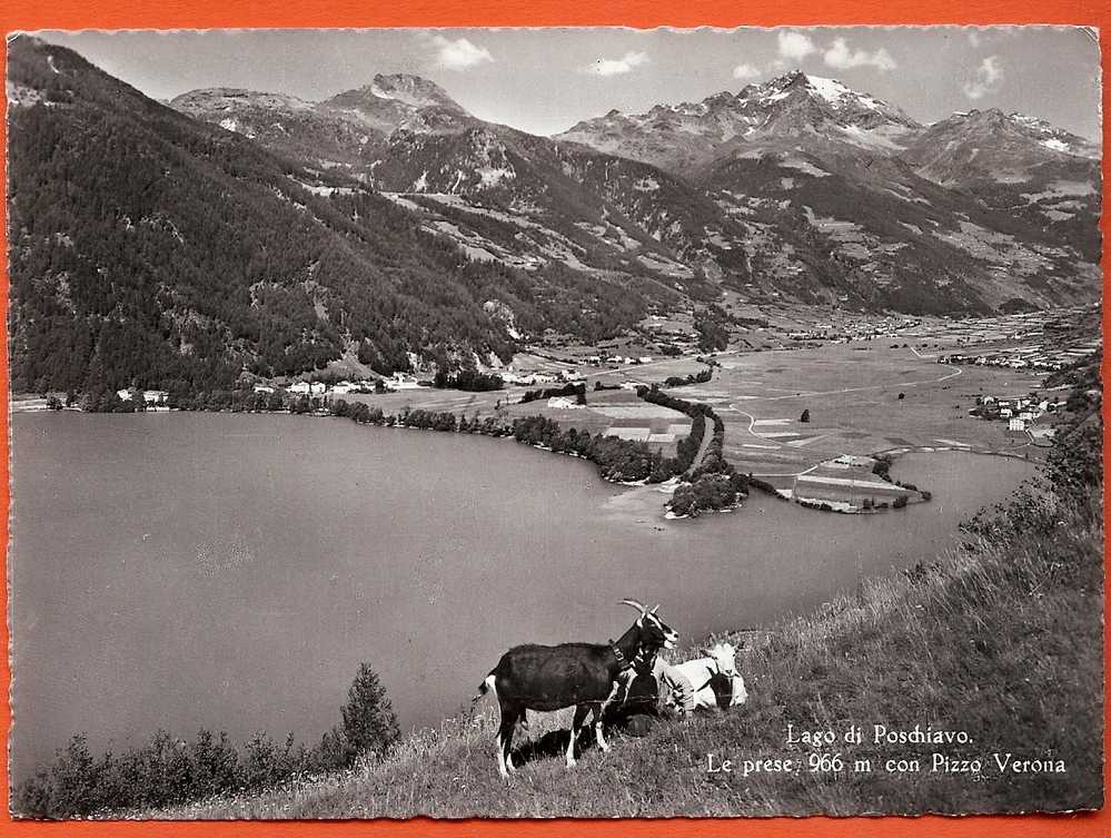 Ch213  Lago Di Poschiavo,Le Prese Con Pizzo Verona.Chèvres,Ziege.Cachet 1965. Kopp 8032 Grand Format. - Poschiavo