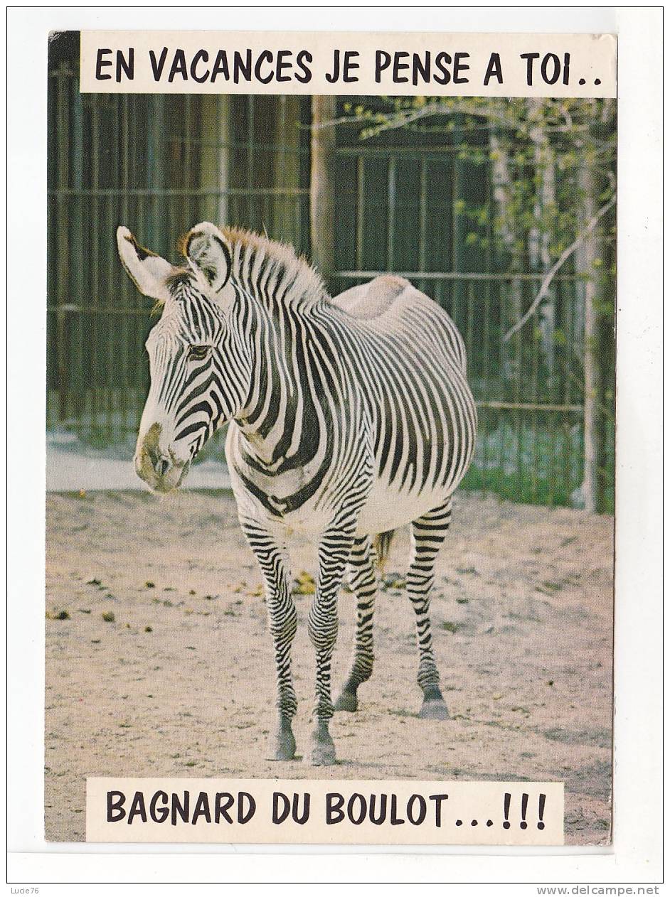 ZEBRE -  N°  SD  709 - Zebras