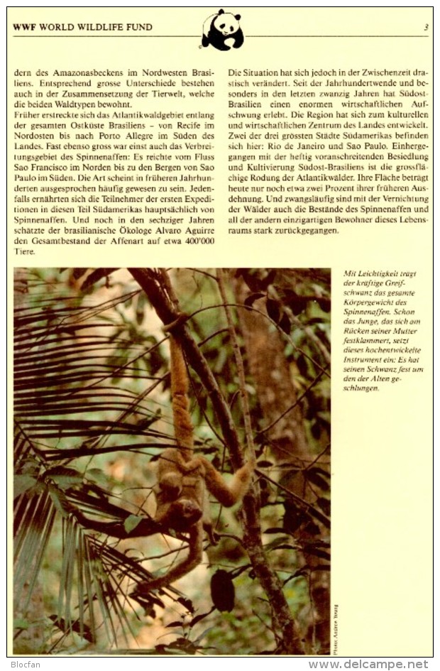 Affen WWF-Set 13 Brasilien 2052/3 On 2 FDC 6€ Spinnenaffe Naturschutz 1984 Dokumentation Wildlife Cover Of Brasil/BRAZIL - Nature