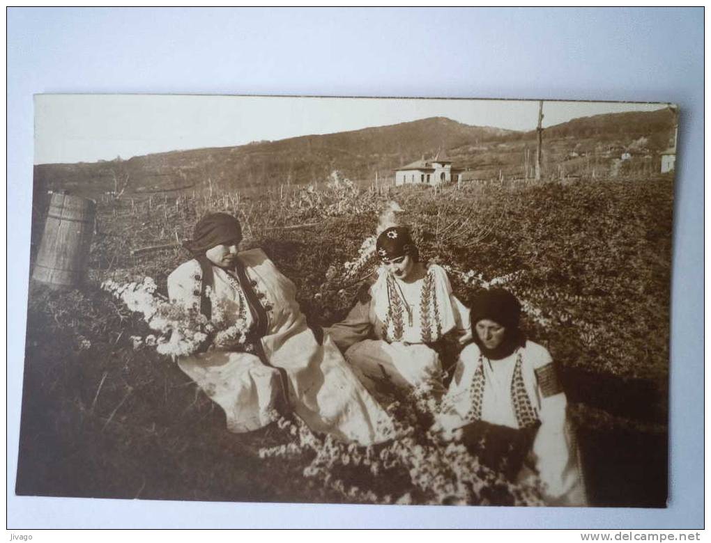 ROUMANIE  :  Vederi Din România  -  Jolies Jeunes Filles Dans La Campagne - Roumanie