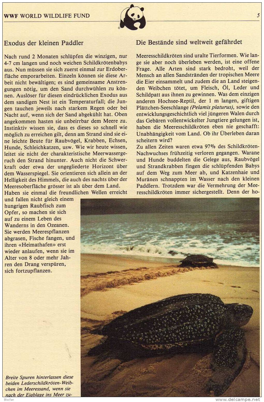 WWF-Set 2 Anguilla 541/4 4x FDC 48€ Meeres-Schildkröte Muscheln Strand 1983 Plus Dokumentation Stamps Cover Of Natur - Anguilla (1968-...)