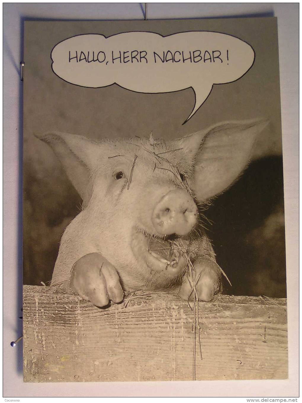 Cochon - Cochons - Pig - Schweine