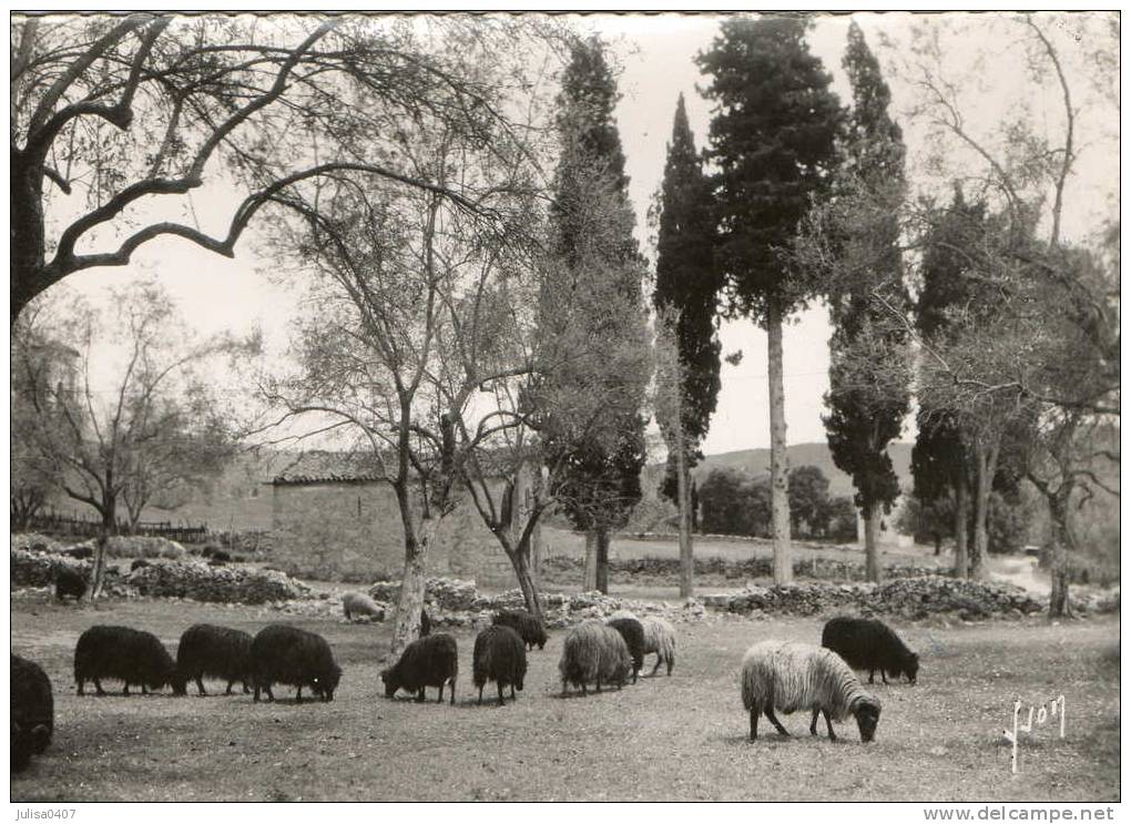 SANTA MARIA SICHE (20) Cpsm Paturage Moutons Jolie Vue - Autres & Non Classés