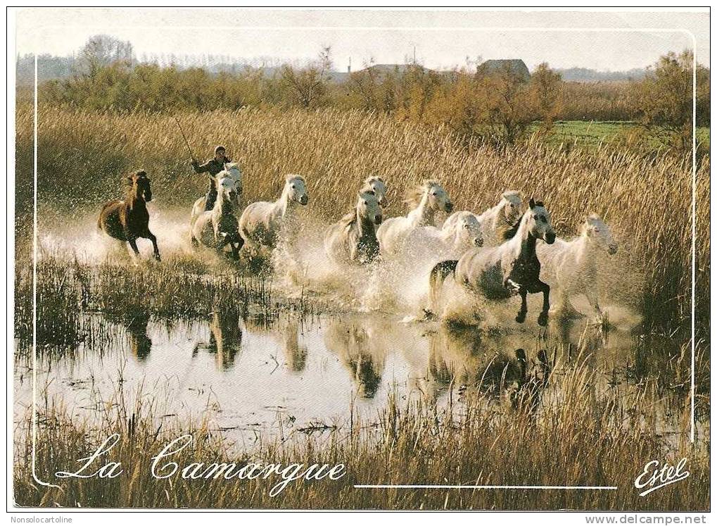 Cavalli Che Corrono In Acqua Le Camargue - Pferde