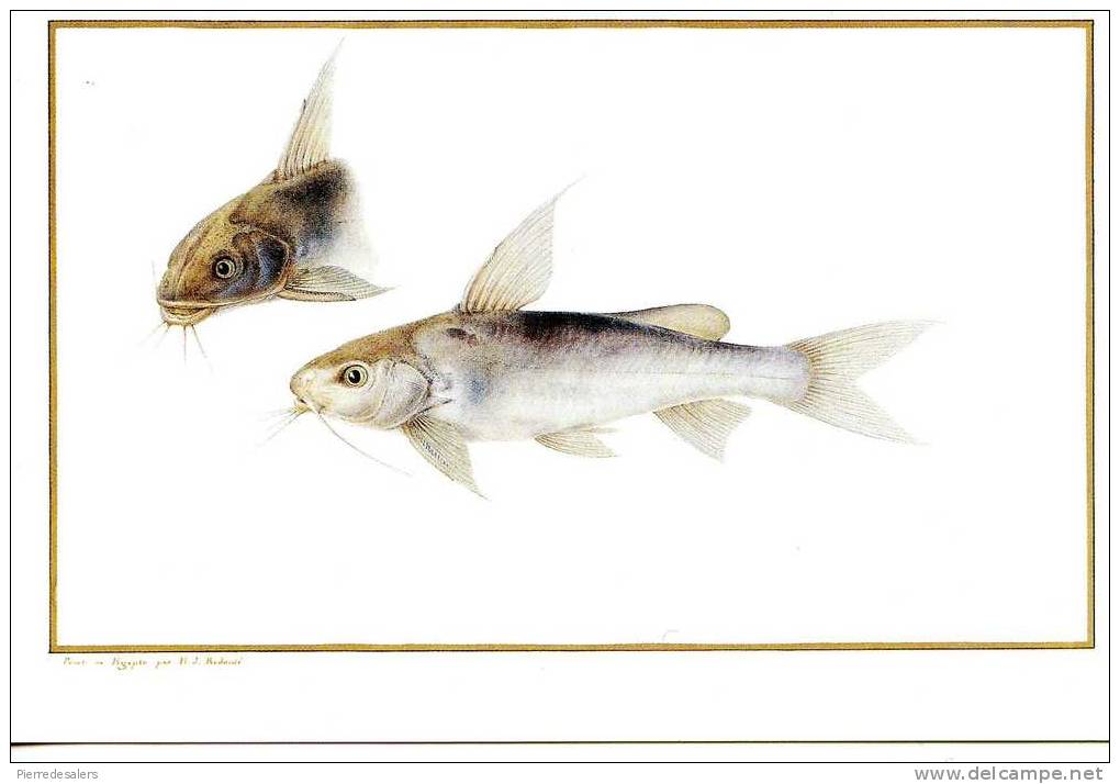 Animaux - Poisson - Mâchoiron - Société D'Ichtyologie -  Poisson Du Nil - Fish & Shellfish