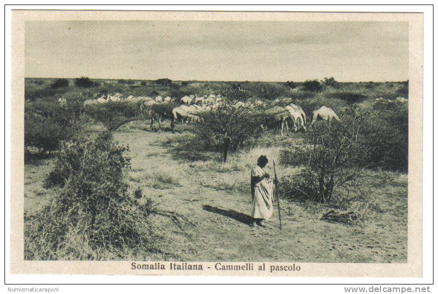 SOMALIA ITALIANA CAMMELLI AL PASCOLO NON VIAGGIATA COD.C.865 - Somalie