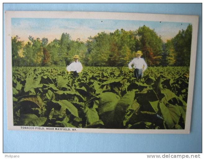 Tobacco Field Near  Mayfield KY  Vintage Wb - Autres & Non Classés