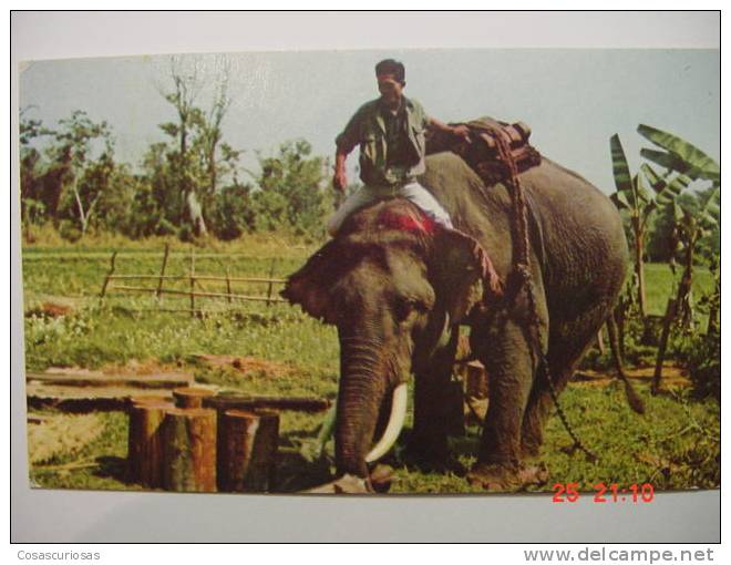 380   ELEPHANT THAILAND     YEARS  1970  OTHERS IN MY STORE - Thailand