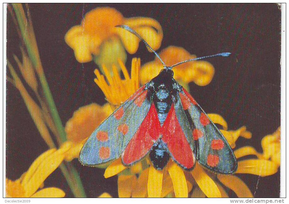 Zd2599 Animals Animaux Papillons Butterflyes Blutstropchen Not Used PPC Good Shape - Butterflies