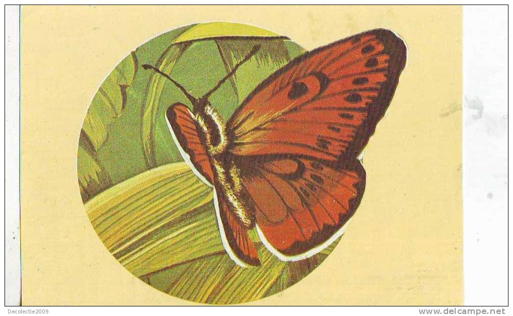 Zd2594 Animals Animaux Papillons Butterfly Licaena Dispar Rutila Not Used PPC Good Shape - Mariposas