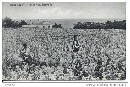 BERMUDA - BELLE VUE - EASTER LILY FIELD - Other & Unclassified