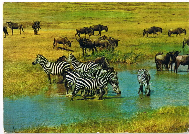 Nairobi  African Wild Life - Kenia