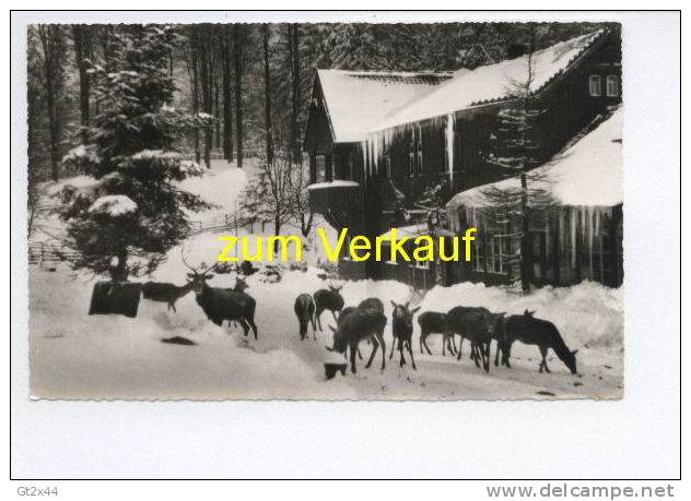 Bad Harzburg, Wildfütterung Am Harzhotel Molkenhaus - Bad Harzburg