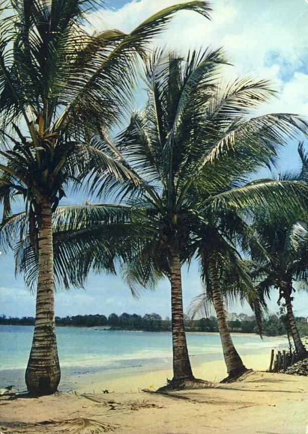 Dom - Guadeloupe - Sainte-Rose - Bords De Mer Cocotiers - Autres & Non Classés