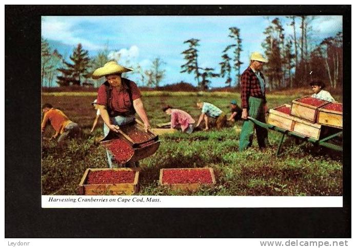 Harvesting Cranberries On Cape Cod, Massachusetts - Cape Cod