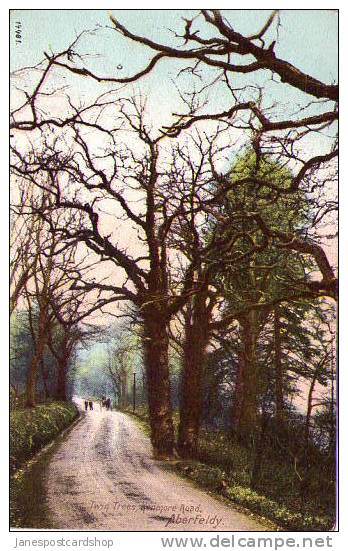 TWIN TREES - Kenmore Road - ABERFELDY - Perthshire - SCOTLAND - Perthshire