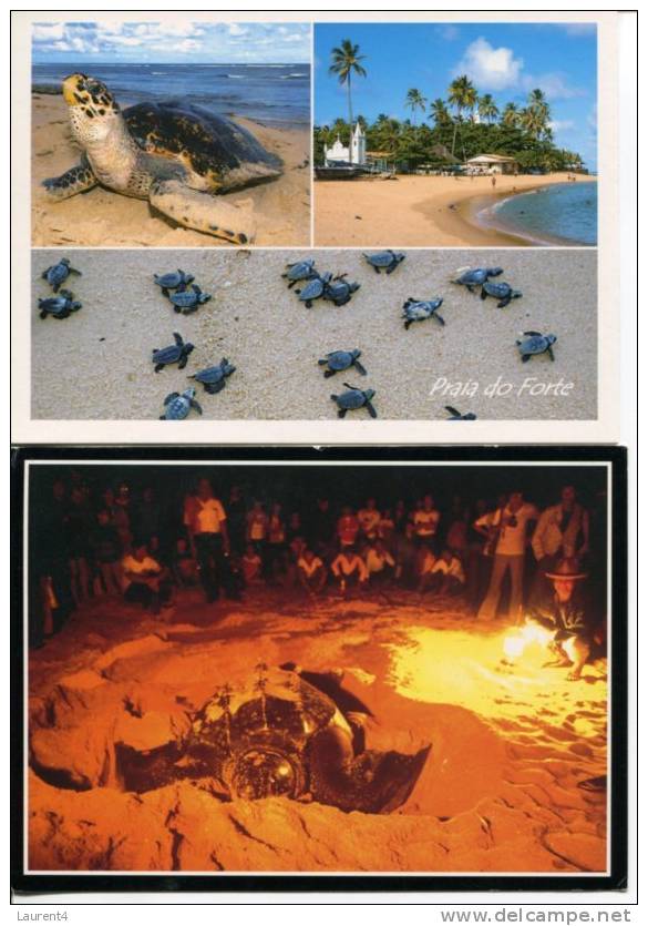 (0414) - 2 X Tortoise Postcard - Carte De Tortue - Tortues