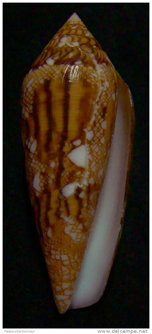 N°2875 // CONUS PAULUCCIAE   " REUNION "  //   F+++  :  52,9mm //   RARE . - Seashells & Snail-shells