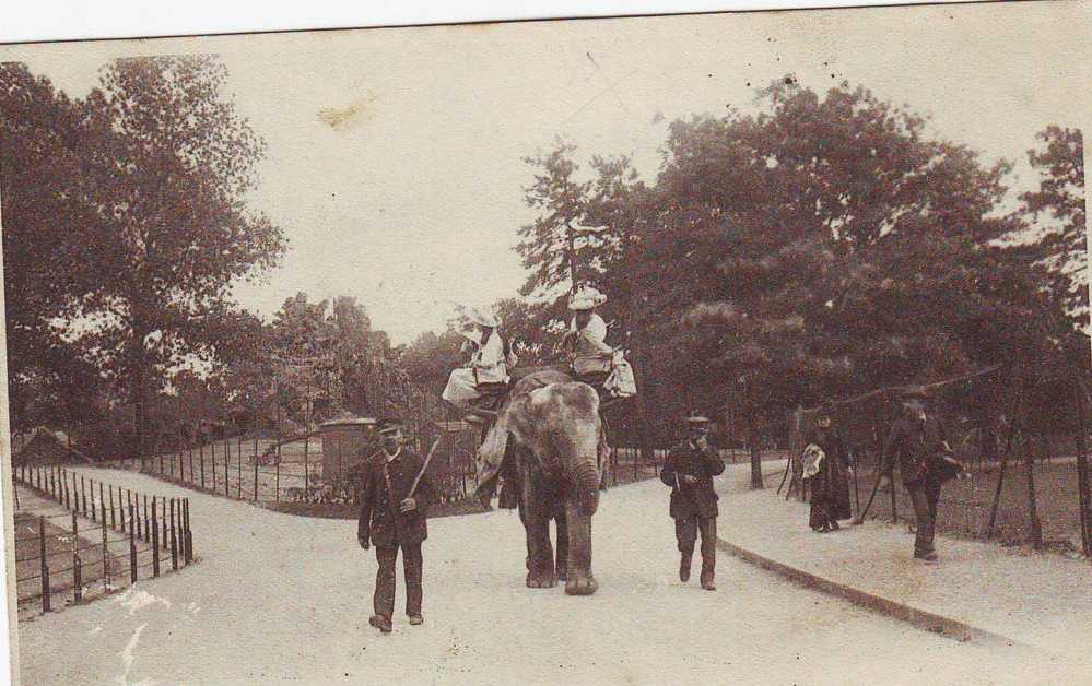 PARIS VECU  JARDIN D ACCLIMATATION ELEPHANT MONTE - Lots, Séries, Collections