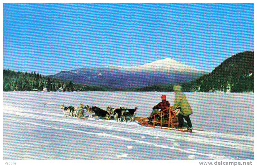 Carte Postale  Etats Unis  Alaska  Attelage De Chiens Husky  Anchorage Trés Beau Plan - Autres & Non Classés