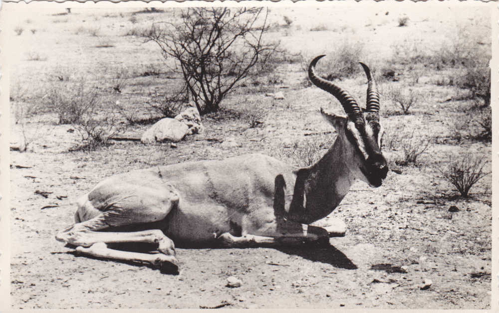 Carte Photo. - (Fauna Eritrea). - Photo Lusvardi - Asmara. - Erythrée