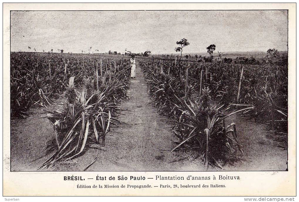 BRAZIL - SAO PAULO - BOITUVA : PLANTATION D´ ANANAS - ANNÉE: ENV. 1910 (e-509) - São Paulo