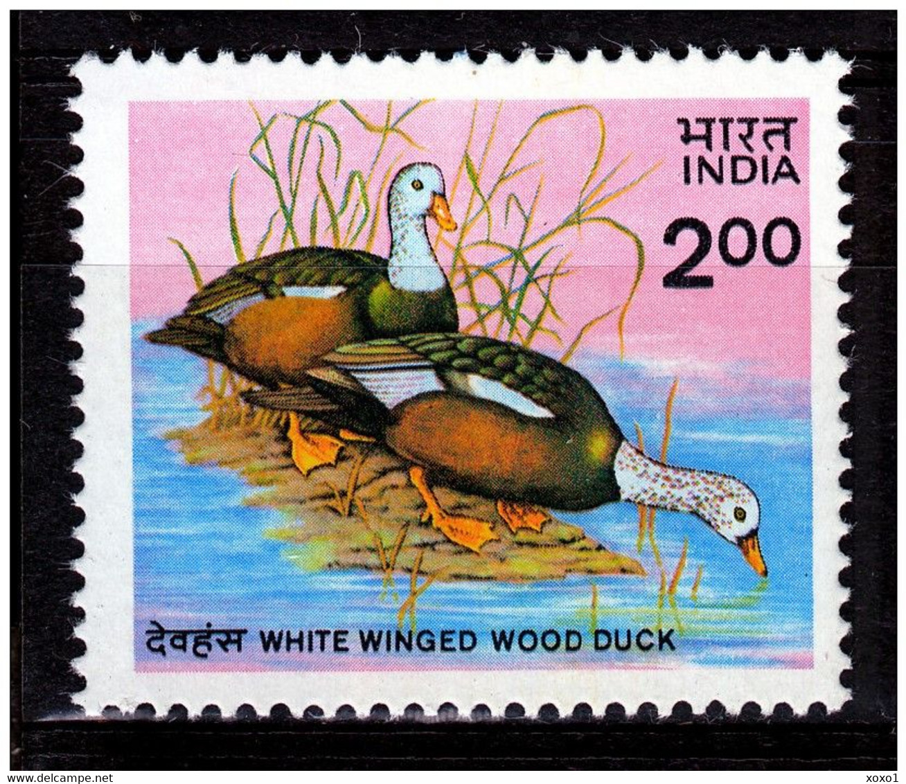 INDIA 1985 Mi.No. 1021 Indien Birds Oiseaux White-winged Duck 1v MNH** 11,00 € - Ducks