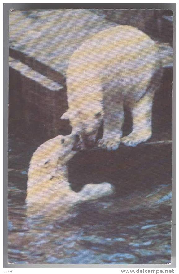 Two POLAR BEARS. Old Russian Postcard - Ours