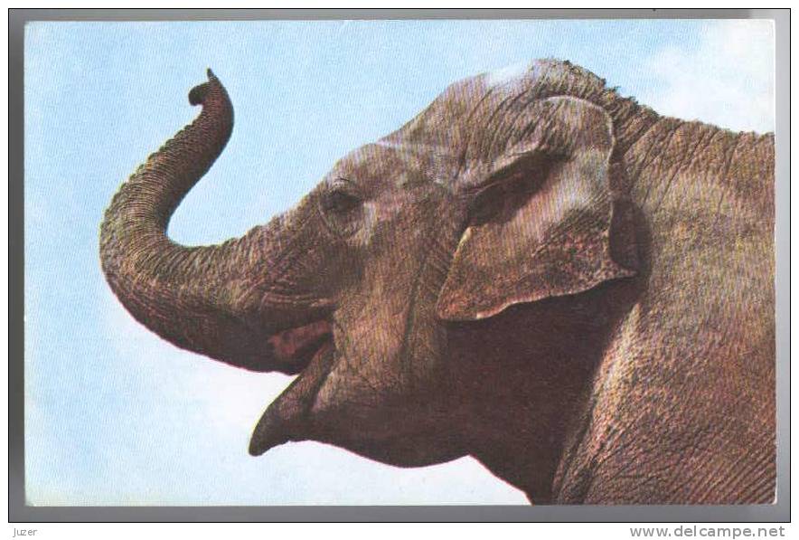 INDIAN ELEPHANT. Old Russian Postcard - Éléphants