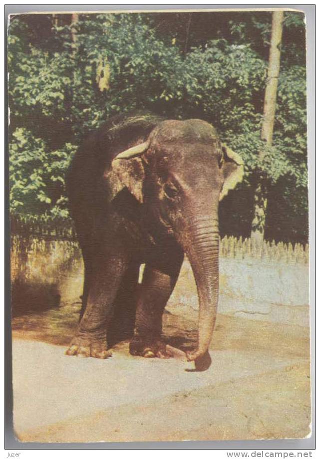 INDIAN ELEPHANT. Old Latvian Postcard - Elefanten