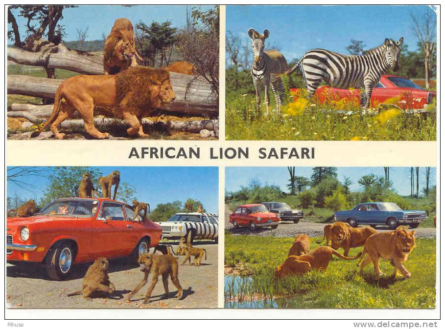 HAMILTON : African Lion SAFARI ( Lions, Zebra, Apes) - Zèbres