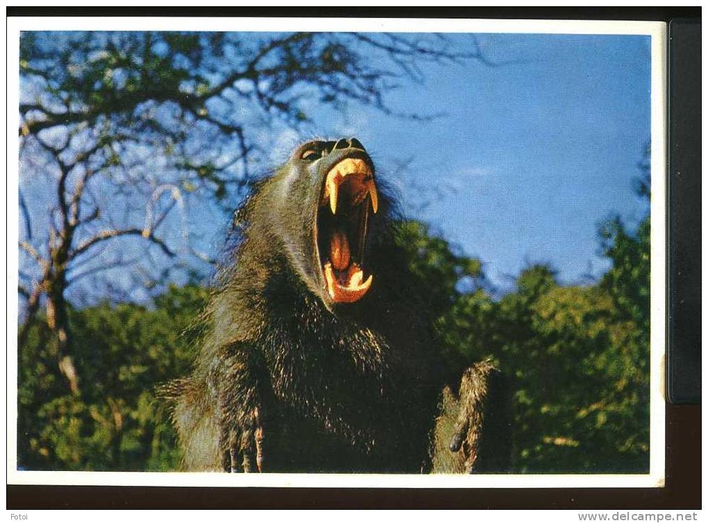 PHOTO POSTCARD  ANIMAL RESERVE SOUTH AFRICA CARTE POSTALE - Sud Africa