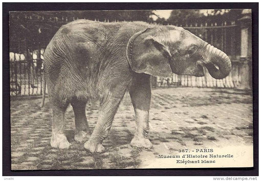 CPA  ANCIENNE- FRANCE- ANIMAUX DES SAVANES- ÉLÉPHANT BLANC DU MUSÉUM D'HISTOIRE NATURELLE A PARIS- GROS PLAN - Elefanten