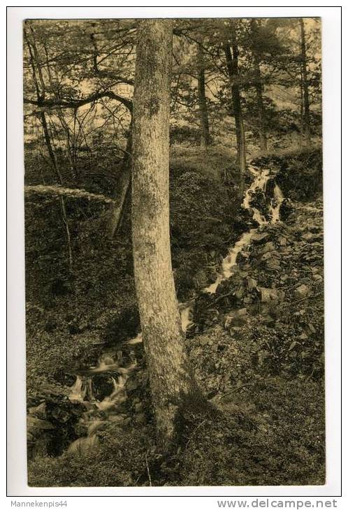 Nassogne - Forêt De Nassogne - Nassogne